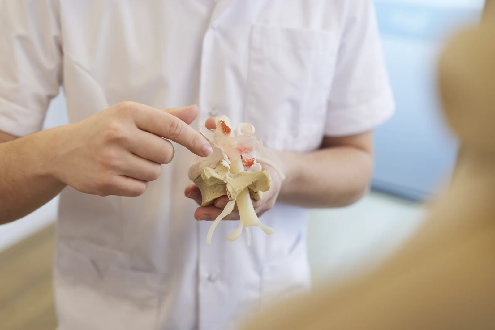 Explanation of the lower back with an anatomical model in practice